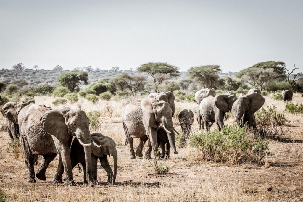 arusha national park