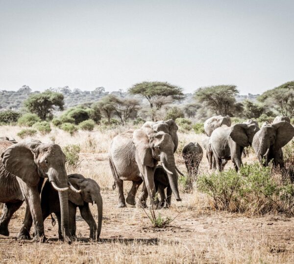 arusha national park