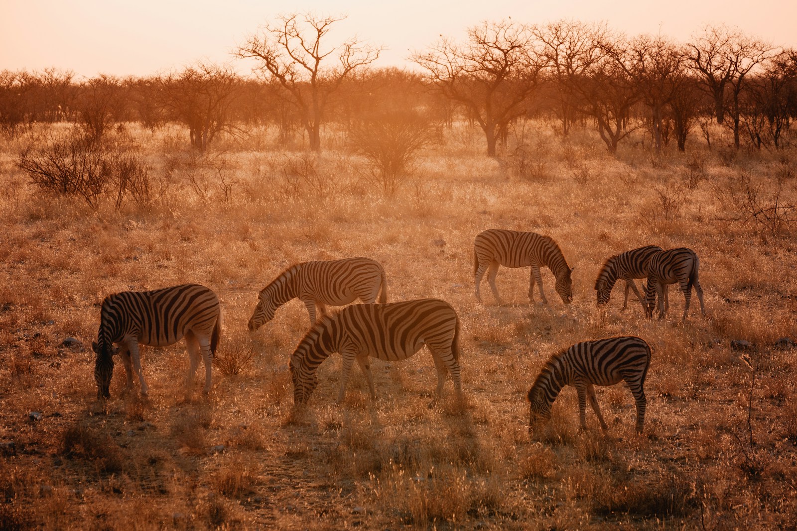 a group of zebras grazing in a field