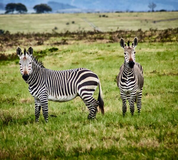 zebra on green grass field during daytime