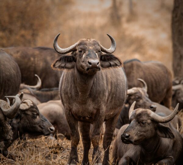 a herd of cattle standing on top of a dry grass field