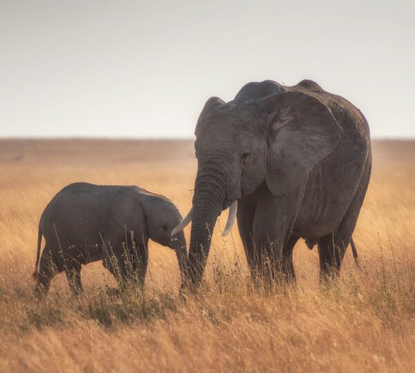 elephants standing on dried grass