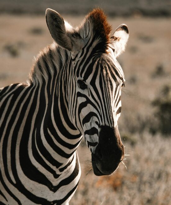 Manyara National Park