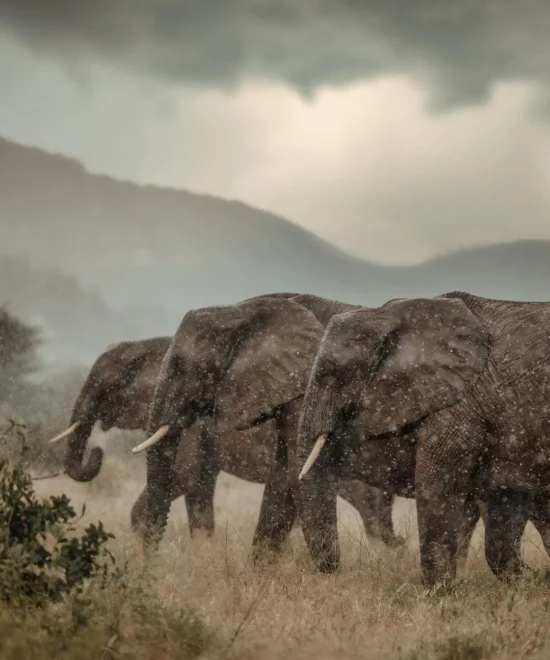 Ngorongoro Crater