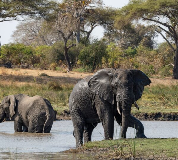 tanzania safari