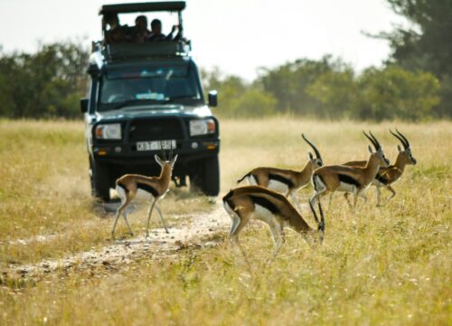 Exploring the Wonders of Manyara National Park: A Hidden Gem in Tanzania