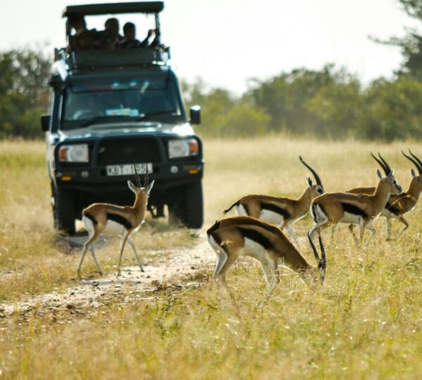 vehicle running near the antelope during daytim