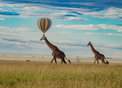 Exploring the Wonders of Tarangire National Park: A Hidden Gem in Tanzania