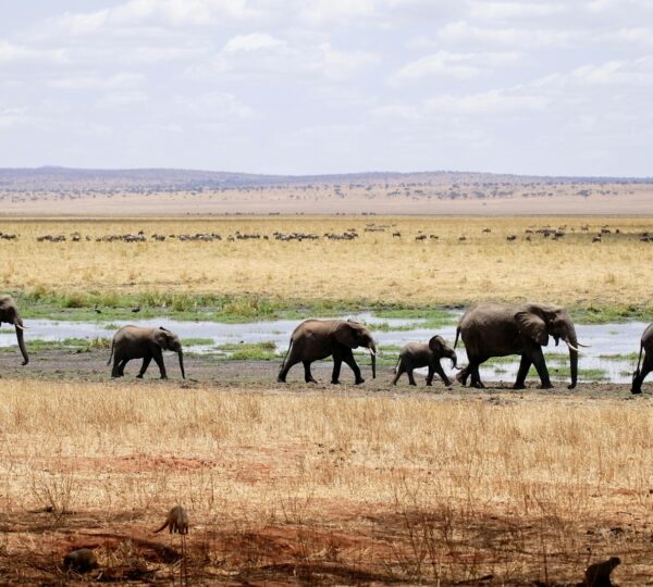 herd of gray elephants