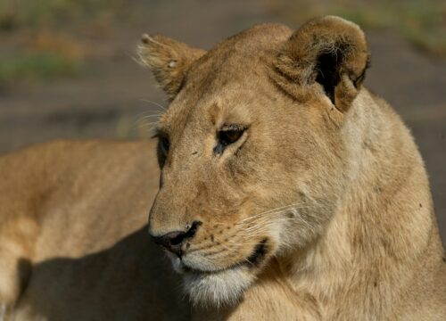 Exploring the Enchanting Ngorongoro Crater: A Journey into Africa’s Garden of Eden