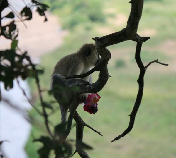 A monkey sitting on a tree branch eating an apple