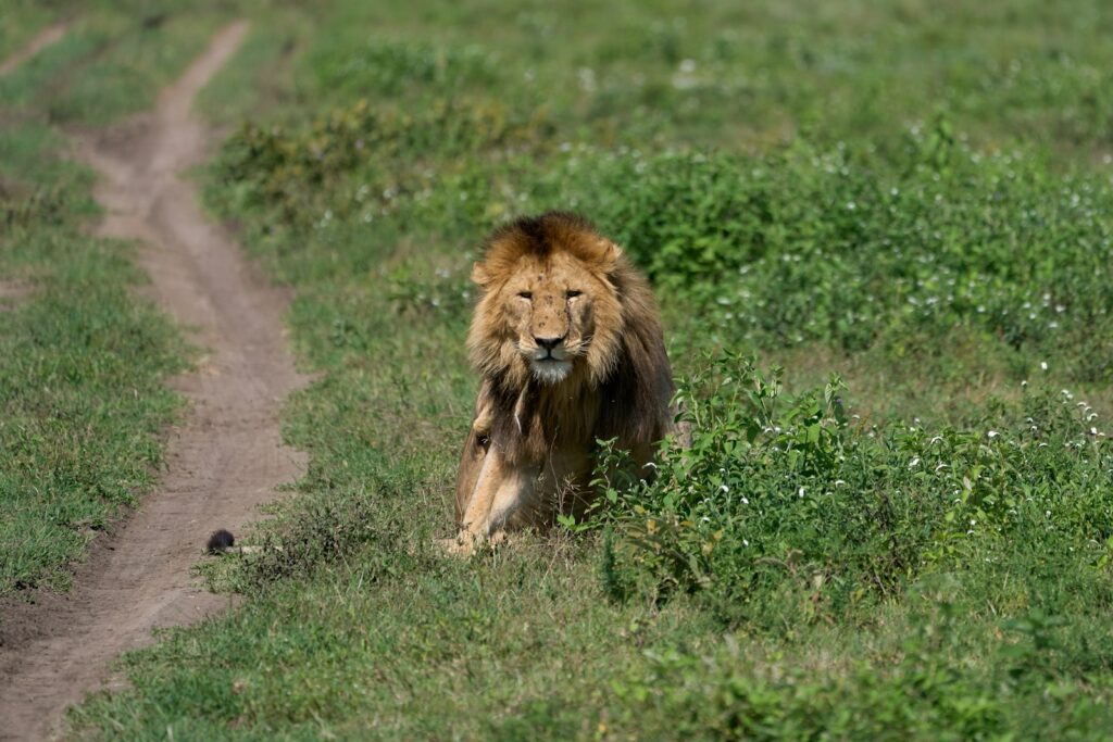 lion on green grass field during daytime