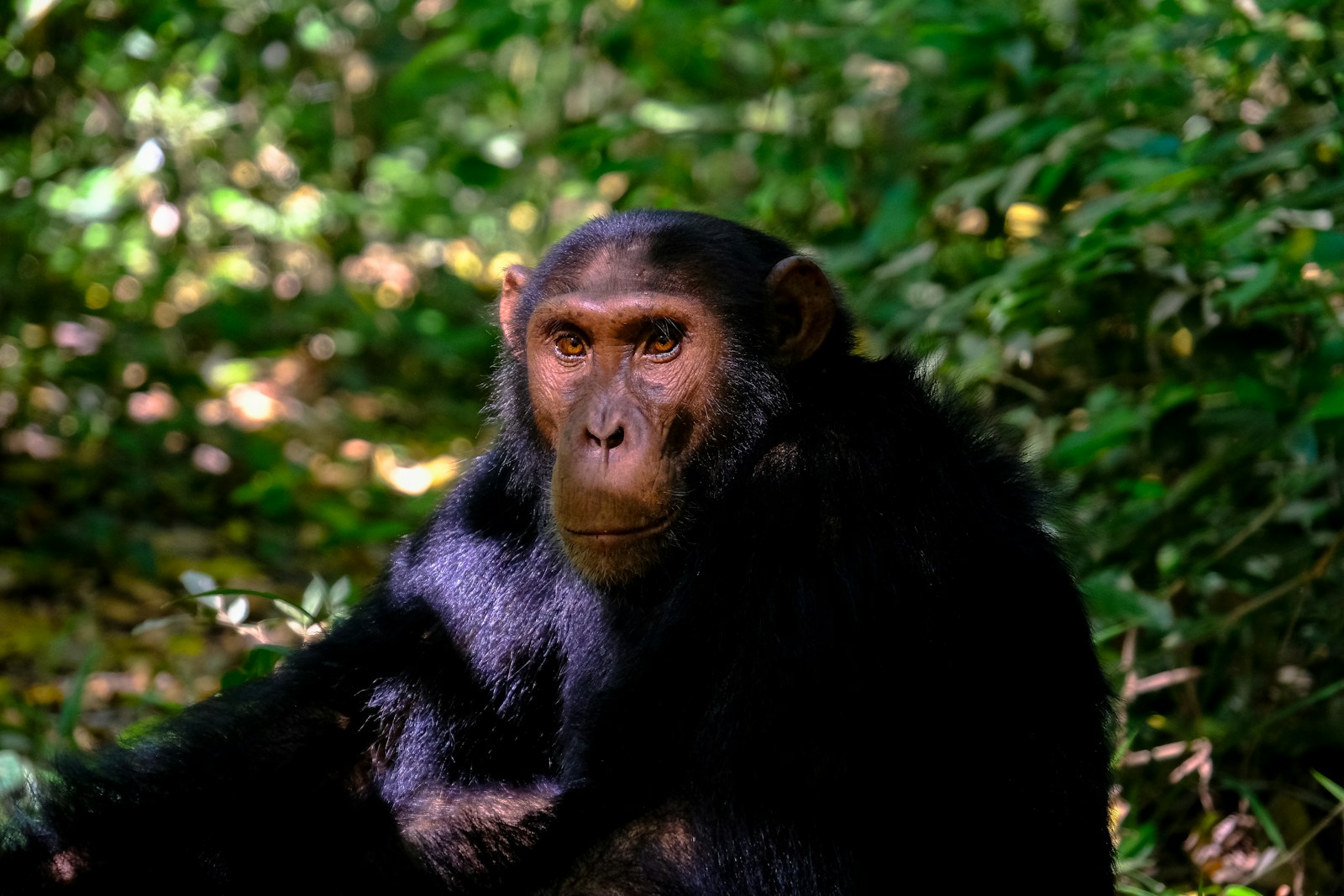 Chimpanzee trekking