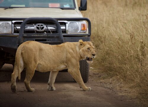 Serengeti National Park: A Journey Through the Heart of Africa’s Wilderness