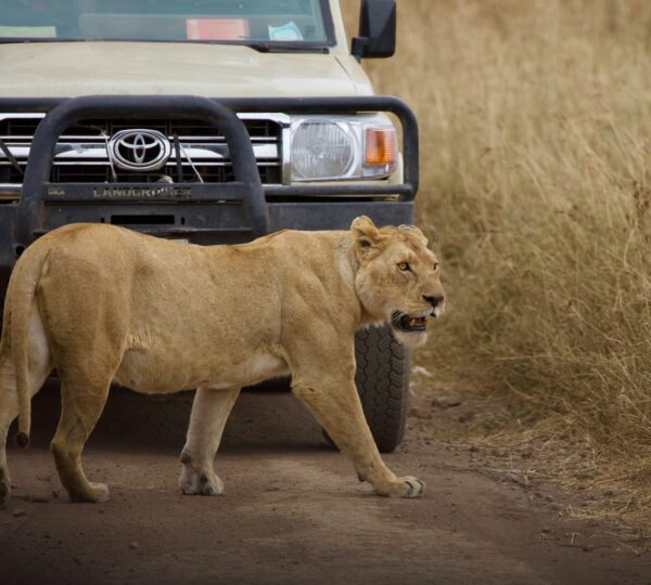 brown lioness on brown field during daytime