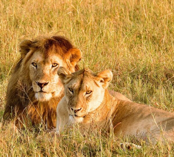 a couple of lions laying on top of a grass covered field