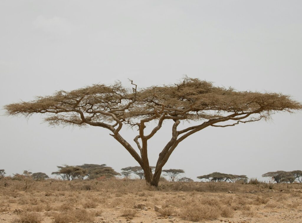 a large tree in the middle of a field