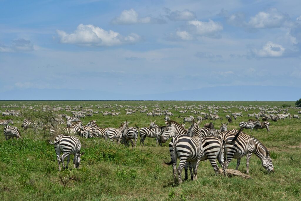 zebra on green grass field during daytime