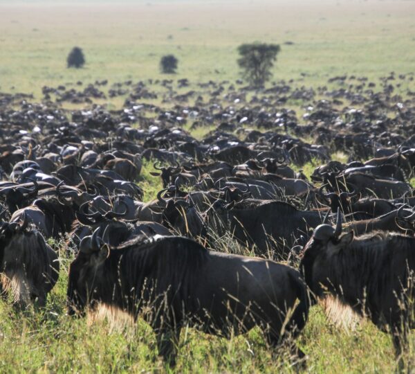 bulls and zebras grazing on grass plains