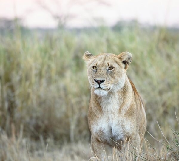 photo of white and brown lion on grass